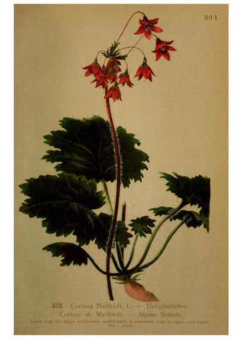 Reproducción/Reproduction 6389265323: Atlas de la flora alpine 4. Genève,Georg & Co.,1899