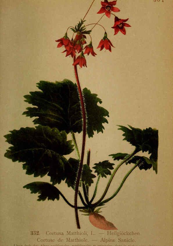 Reproducción/Reproduction 6389265323: Atlas de la flora alpine 4. Genève,Georg & Co.,1899