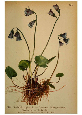Reproducción/Reproduction 6389265765: Atlas de la flora alpine 4. Genève,Georg & Co.,1899