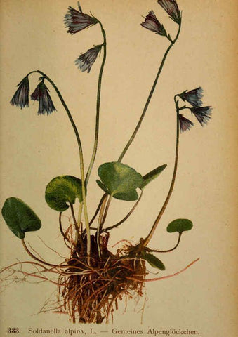 Reproducción/Reproduction 6389265765: Atlas de la flora alpine 4. Genève,Georg & Co.,1899