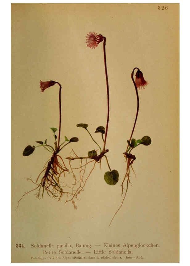 Reproducción/Reproduction 6389266373: Atlas de la flora alpine 4. Genève,Georg & Co.,1899