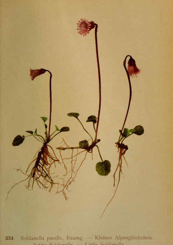 Reproducción/Reproduction 6389266373: Atlas de la flora alpine 4. Genève,Georg & Co.,1899