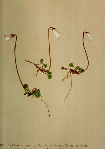 Reproducción/Reproduction 6389266929: Atlas de la flora alpine 4. Genève,Georg & Co.,1899