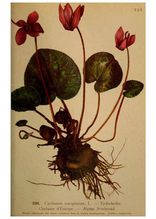Reproducción/Reproduction 6389267623: Atlas de la flora alpine 4. Genève,Georg & Co.,1899