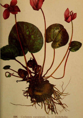 Reproducción/Reproduction 6389267623: Atlas de la flora alpine 4. Genève,Georg & Co.,1899