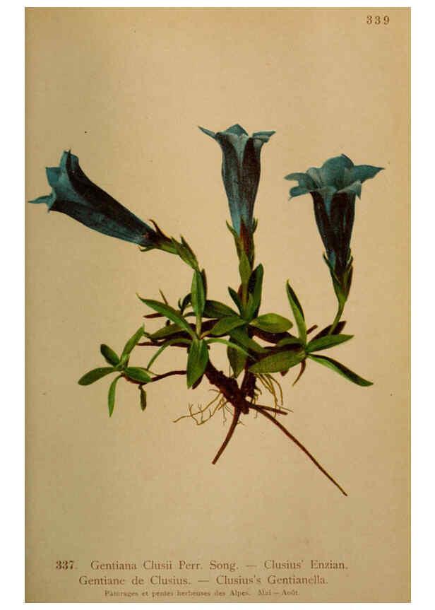 Reproducción/Reproduction 6389268243: Atlas de la flora alpine 4. Genève,Georg & Co.,1899
