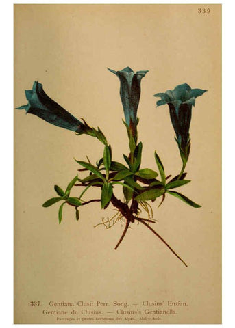 Reproducción/Reproduction 6389268243: Atlas de la flora alpine 4. Genève,Georg & Co.,1899