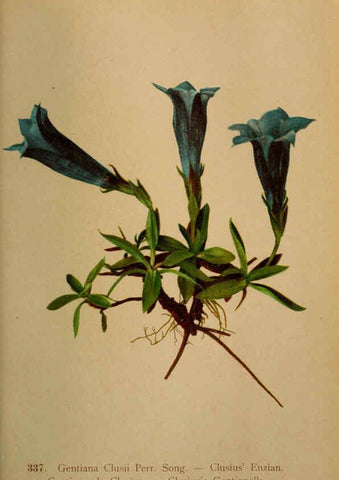 Reproducción/Reproduction 6389268243: Atlas de la flora alpine 4. Genève,Georg & Co.,1899