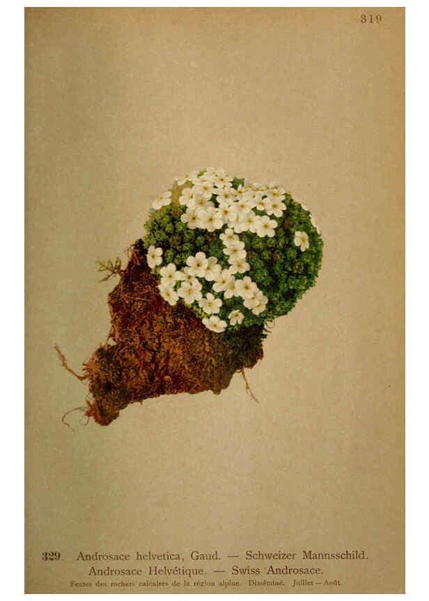 Reproducción/Reproduction 6389263805: Atlas de la flora alpine 4. Genève,Georg & Co.,1899