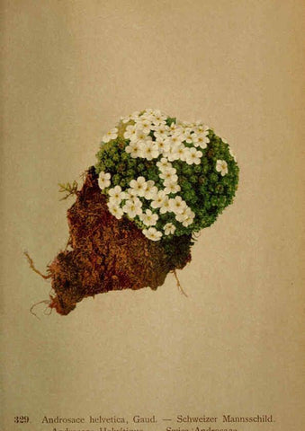 Reproducción/Reproduction 6389263805: Atlas de la flora alpine 4. Genève,Georg & Co.,1899