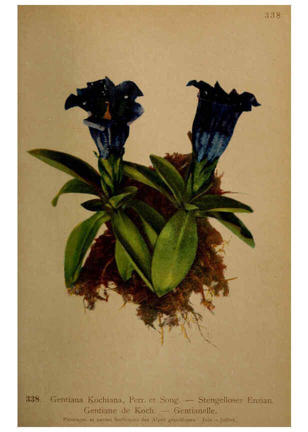 Reproducción/Reproduction 6389268857: Atlas de la flora alpine 4. Genève,Georg & Co.,1899