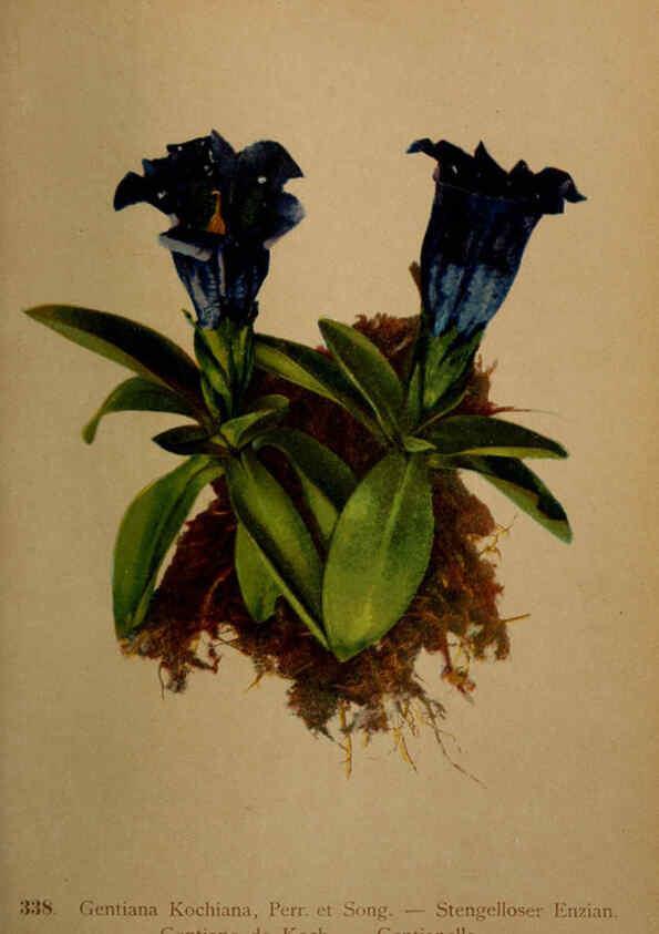 Reproducción/Reproduction 6389268857: Atlas de la flora alpine 4. Genève,Georg & Co.,1899