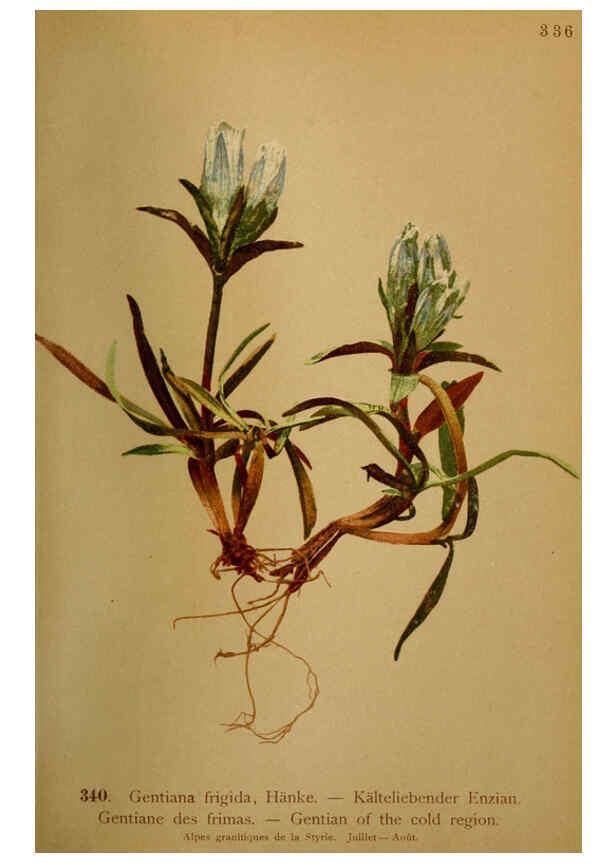 Reproducción/Reproduction 6389269647: Atlas de la flora alpine 4. Genève,Georg & Co.,1899