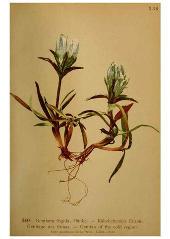 Reproducción/Reproduction 6389269647: Atlas de la flora alpine 4. Genève,Georg & Co.,1899