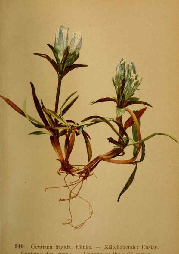 Reproducción/Reproduction 6389269647: Atlas de la flora alpine 4. Genève,Georg & Co.,1899