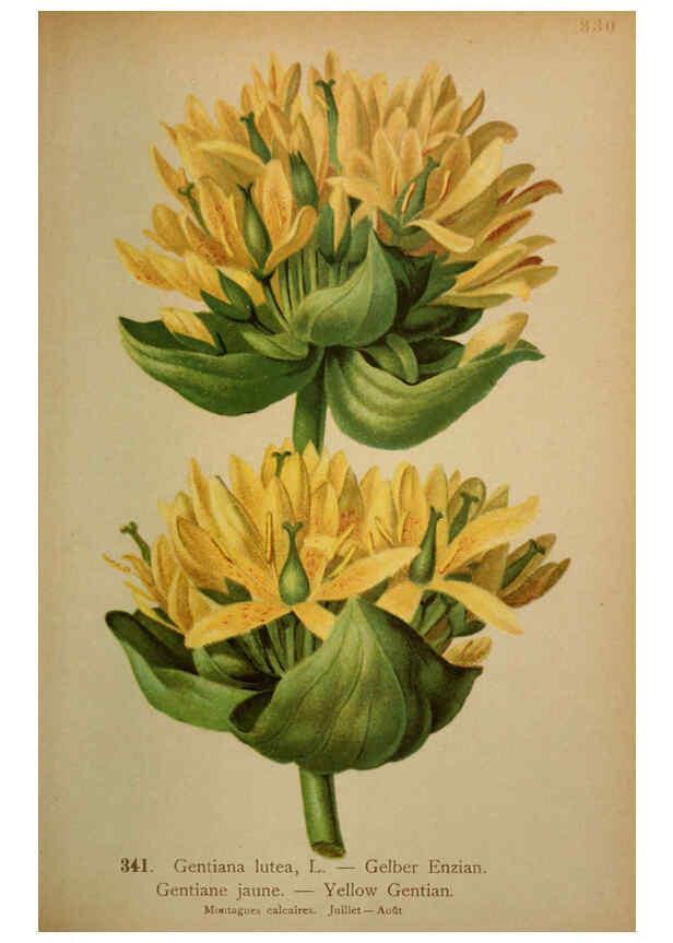 Reproducción/Reproduction 6389270039: Atlas de la flora alpine 4. Genève,Georg & Co.,1899