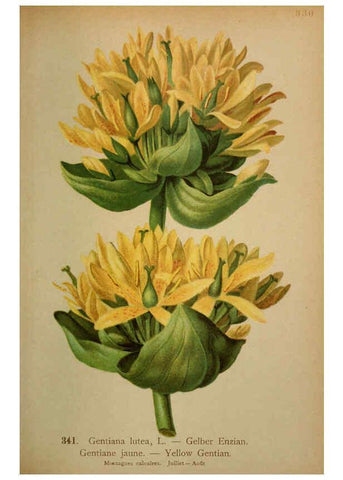 Reproducción/Reproduction 6389270039: Atlas de la flora alpine 4. Genève,Georg & Co.,1899