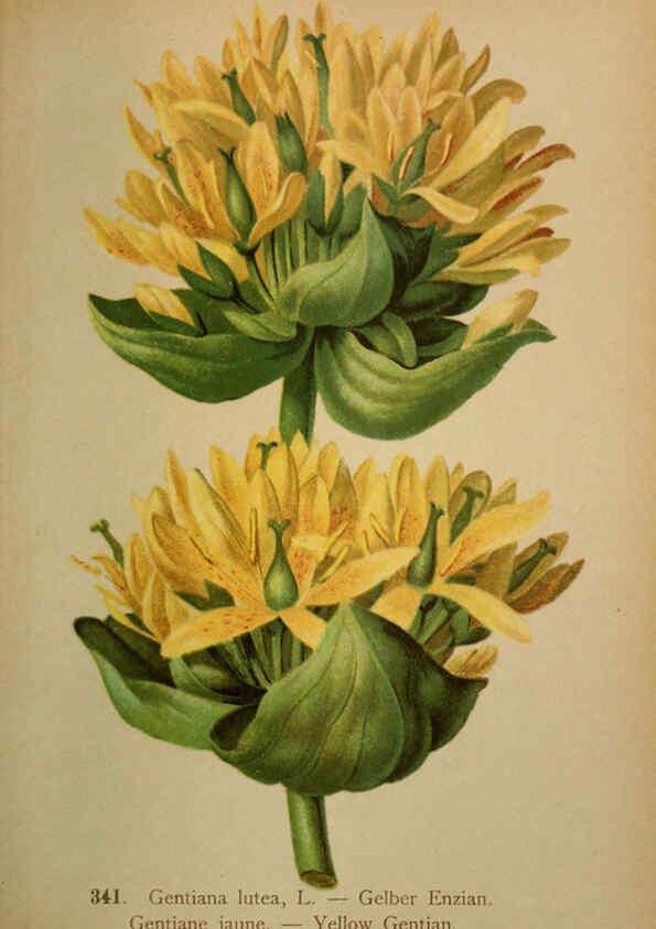 Reproducción/Reproduction 6389270039: Atlas de la flora alpine 4. Genève,Georg & Co.,1899
