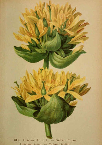 Reproducción/Reproduction 6389270039: Atlas de la flora alpine 4. Genève,Georg & Co.,1899