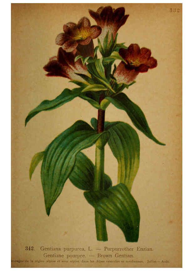 Reproducción/Reproduction 6389270419: Atlas de la flora alpine 4. Genève,Georg & Co.,1899