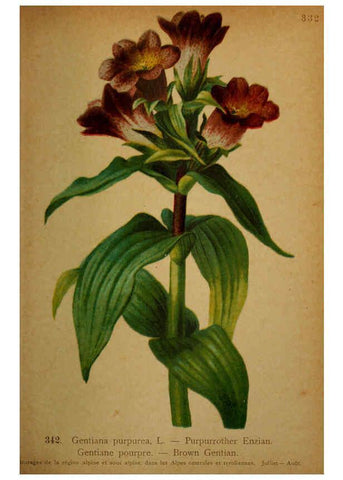 Reproducción/Reproduction 6389270419: Atlas de la flora alpine 4. Genève,Georg & Co.,1899