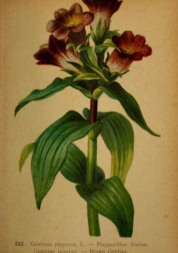 Reproducción/Reproduction 6389270419: Atlas de la flora alpine 4. Genève,Georg & Co.,1899
