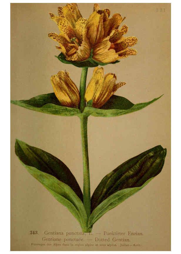 Reproducción/Reproduction 6389271037: Atlas de la flora alpine 4. Genève,Georg & Co.,1899