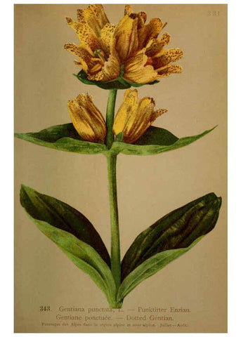 Reproducción/Reproduction 6389271037: Atlas de la flora alpine 4. Genève,Georg & Co.,1899
