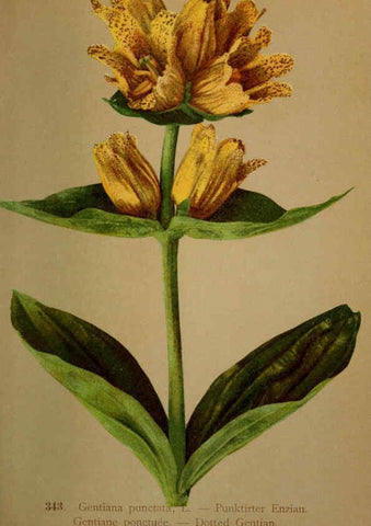 Reproducción/Reproduction 6389271037: Atlas de la flora alpine 4. Genève,Georg & Co.,1899