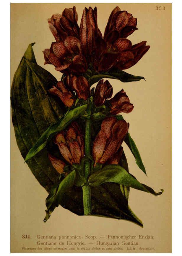 Reproducción/Reproduction 6389271573: Atlas de la flora alpine 4. Genève,Georg & Co.,1899