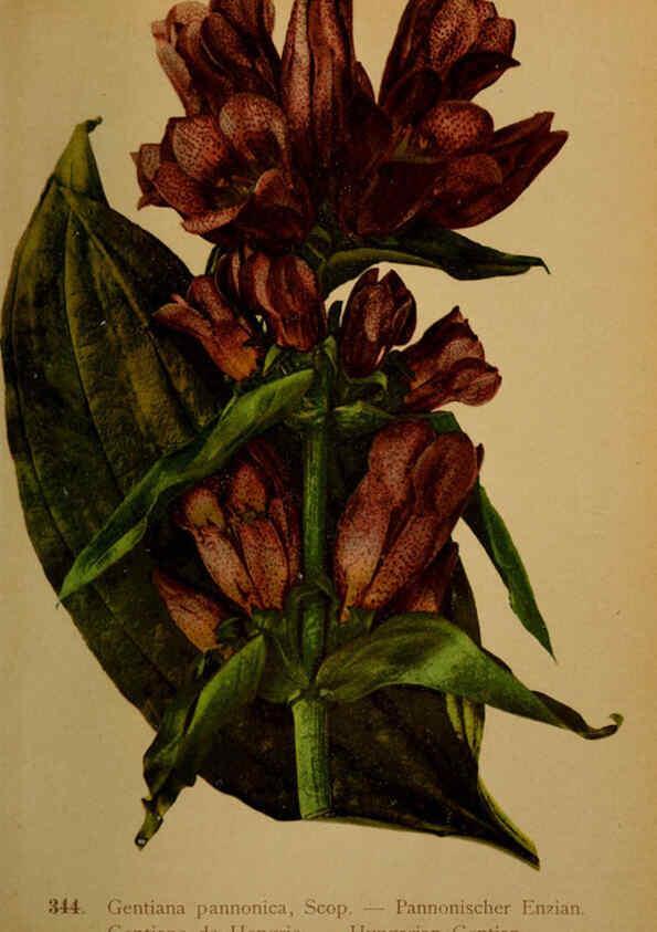 Reproducción/Reproduction 6389271573: Atlas de la flora alpine 4. Genève,Georg & Co.,1899