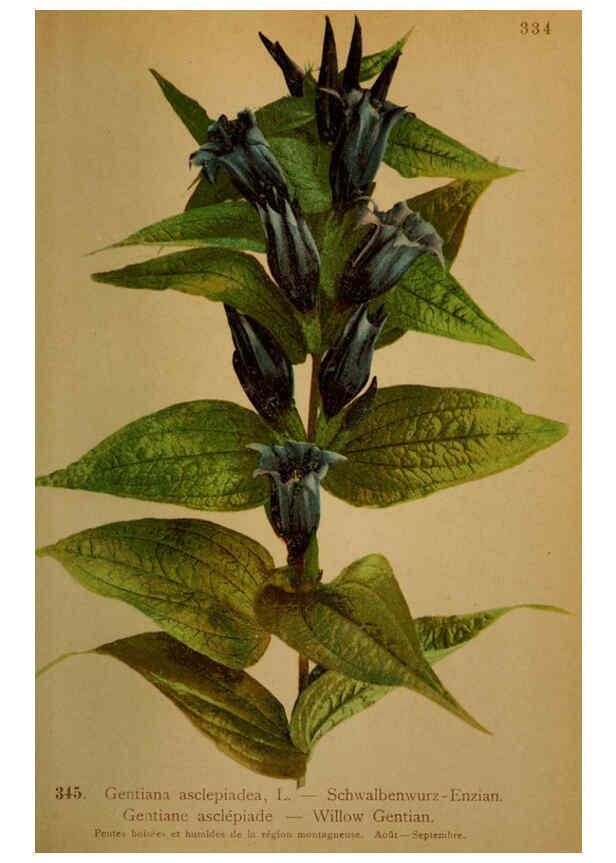 Reproducción/Reproduction 6389272147: Atlas de la flora alpine 4. Genève,Georg & Co.,1899