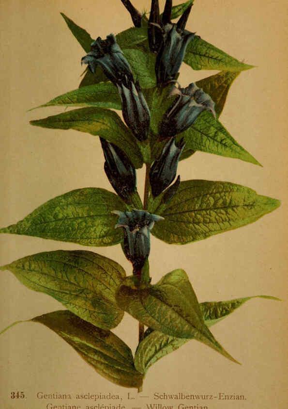 Reproducción/Reproduction 6389272147: Atlas de la flora alpine 4. Genève,Georg & Co.,1899