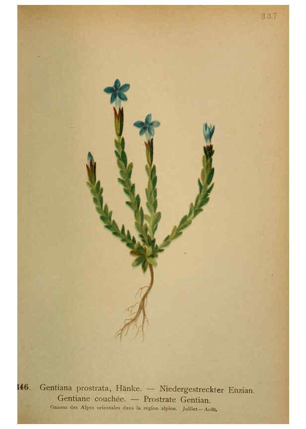 Reproducción/Reproduction 6389272741: Atlas de la flora alpine 4. Genève,Georg & Co.,1899