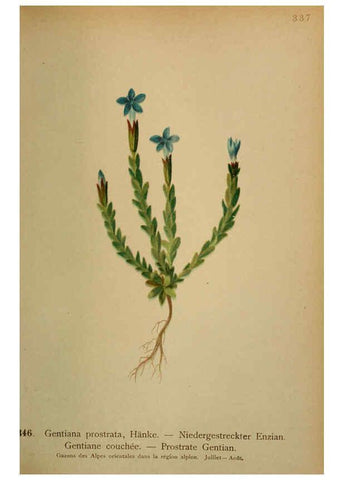 Reproducción/Reproduction 6389272741: Atlas de la flora alpine 4. Genève,Georg & Co.,1899