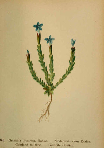 Reproducción/Reproduction 6389272741: Atlas de la flora alpine 4. Genève,Georg & Co.,1899