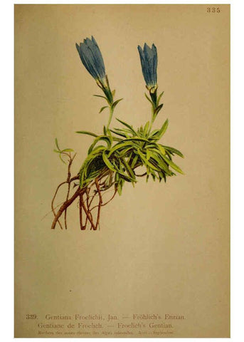 Reproducción/Reproduction 6389269245: Atlas de la flora alpine 4. Genève,Georg & Co.,1899