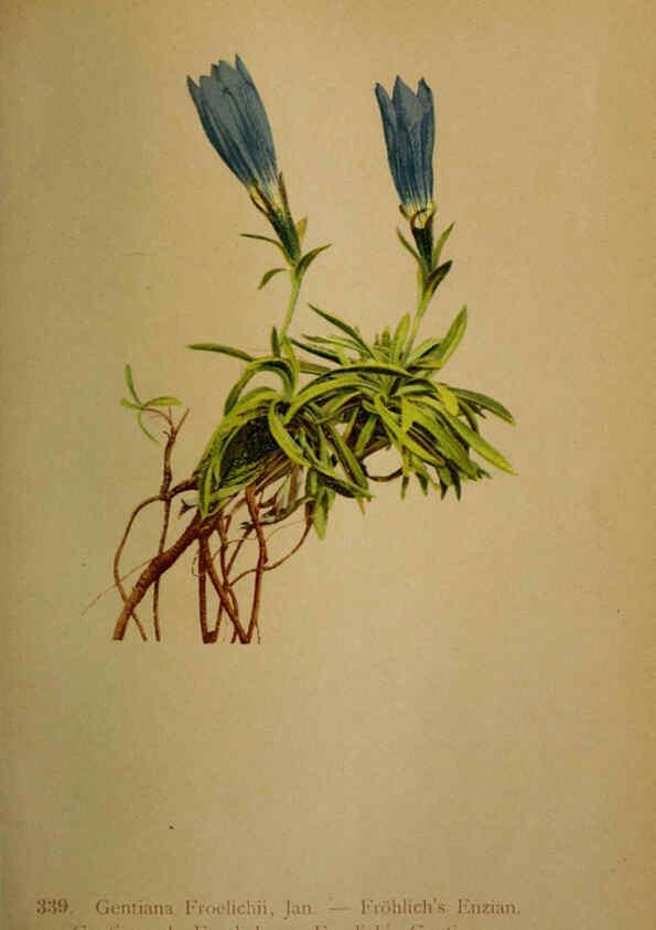Reproducción/Reproduction 6389269245: Atlas de la flora alpine 4. Genève,Georg & Co.,1899