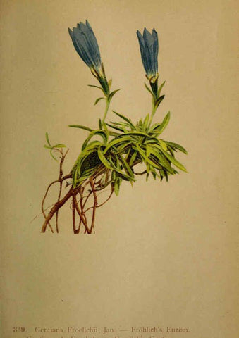 Reproducción/Reproduction 6389269245: Atlas de la flora alpine 4. Genève,Georg & Co.,1899