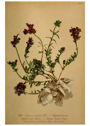 Reproducción/Reproduction 6389282871: Atlas de la flora alpine 4. Genève,Georg & Co.,1899