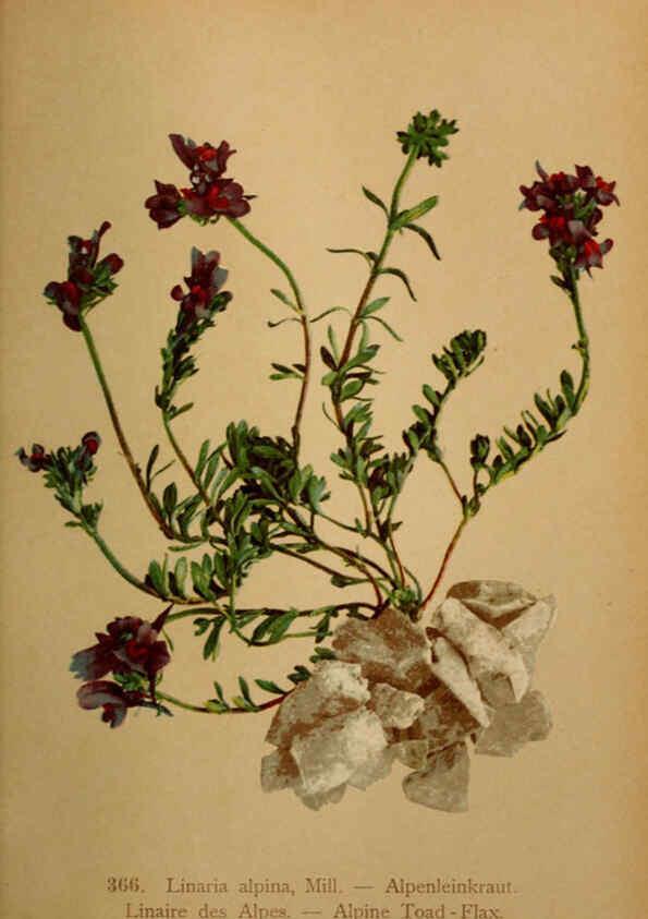 Reproducción/Reproduction 6389282871: Atlas de la flora alpine 4. Genève,Georg & Co.,1899