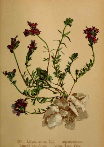 Reproducción/Reproduction 6389282871: Atlas de la flora alpine 4. Genève,Georg & Co.,1899