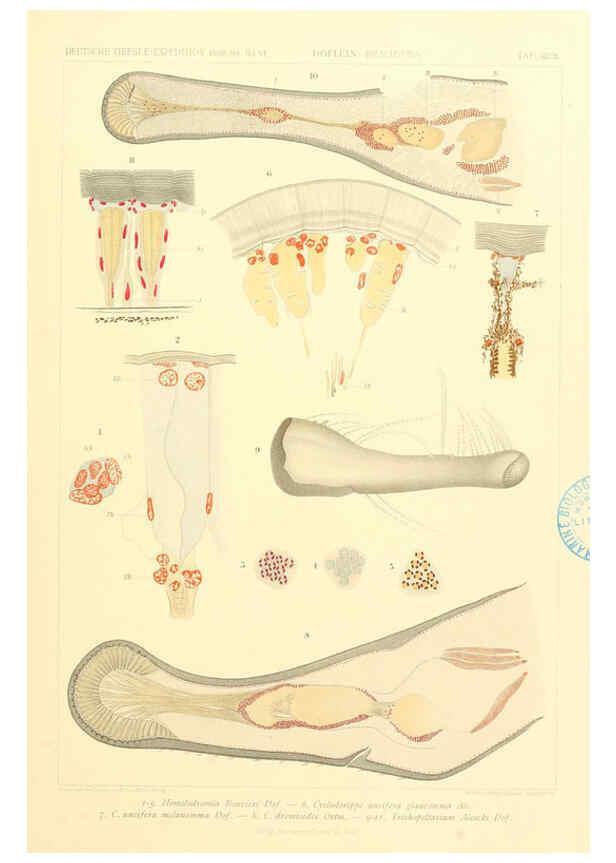 Reproducción/Reproduction 6389002751: Wissenschaftliche Ergebnisse der Deutschen Tiefsee-Expedition auf dem Dampfer ""Valdivia"" 1898-1899. bd.6. Atlas Jena,G. Fischer,1902-40