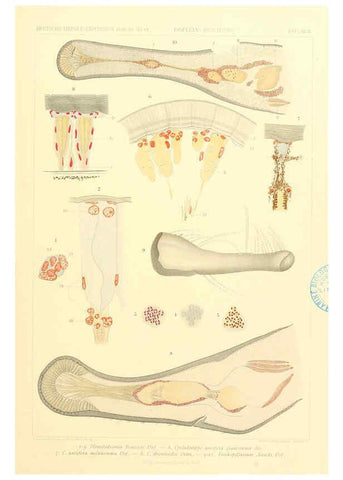 Reproducción/Reproduction 6389002751: Wissenschaftliche Ergebnisse der Deutschen Tiefsee-Expedition auf dem Dampfer ""Valdivia"" 1898-1899. bd.6. Atlas Jena,G. Fischer,1902-40