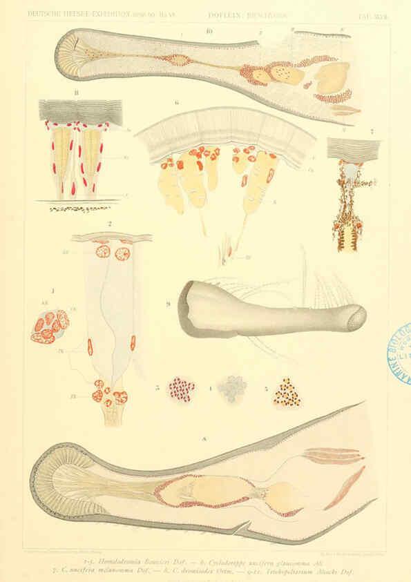 Reproducción/Reproduction 6389002751: Wissenschaftliche Ergebnisse der Deutschen Tiefsee-Expedition auf dem Dampfer ""Valdivia"" 1898-1899. bd.6. Atlas Jena,G. Fischer,1902-40