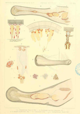 Reproducción/Reproduction 6389002751: Wissenschaftliche Ergebnisse der Deutschen Tiefsee-Expedition auf dem Dampfer ""Valdivia"" 1898-1899. bd.6. Atlas Jena,G. Fischer,1902-40