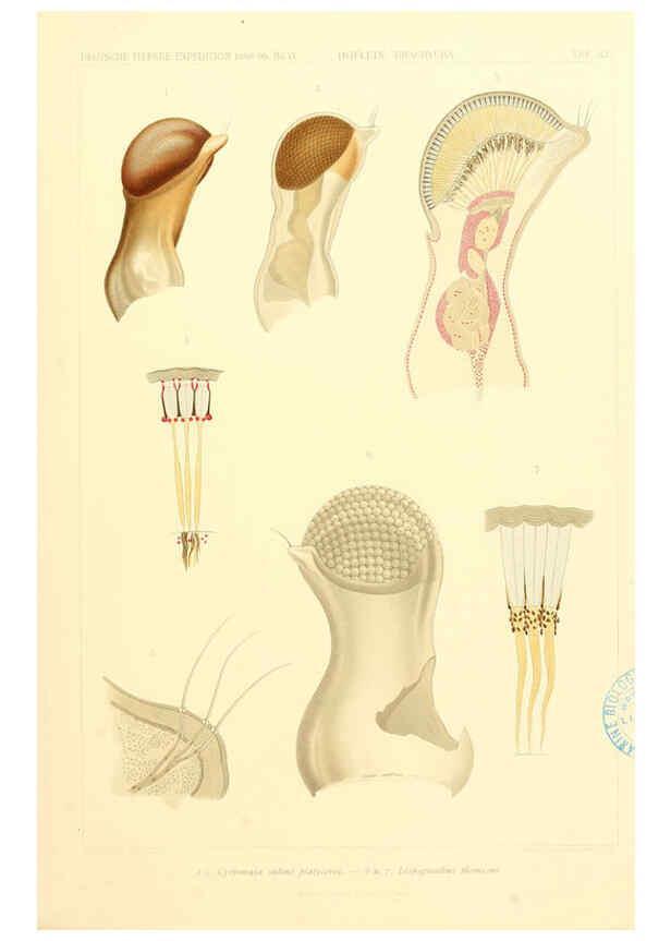 Reproducción/Reproduction 6389002219: Wissenschaftliche Ergebnisse der Deutschen Tiefsee-Expedition auf dem Dampfer ""Valdivia"" 1898-1899. bd.6. Atlas Jena,G. Fischer,1902-40