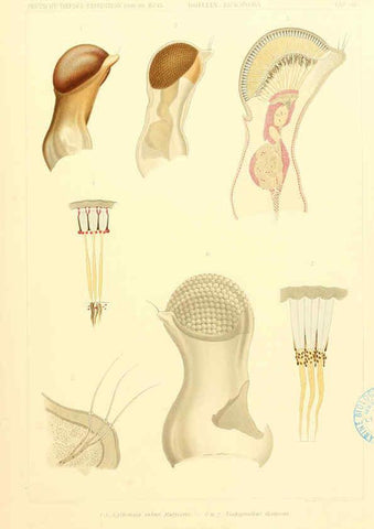 Reproducción/Reproduction 6389002219: Wissenschaftliche Ergebnisse der Deutschen Tiefsee-Expedition auf dem Dampfer ""Valdivia"" 1898-1899. bd.6. Atlas Jena,G. Fischer,1902-40