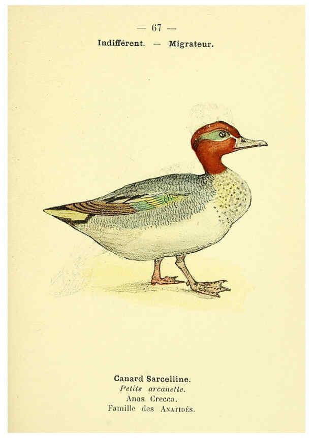 Reproducción/Reproduction 6388901059: Atlas de poche des oiseaux de France, Suisse, et Belgique, utiles ou nuisibles. ser.1 Paris :Librairie des sciences naturelles P. Klincksieck,1898- 