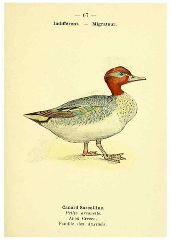 Reproducción/Reproduction 6388901059: Atlas de poche des oiseaux de France, Suisse, et Belgique, utiles ou nuisibles. ser.1 Paris :Librairie des sciences naturelles P. Klincksieck,1898- 